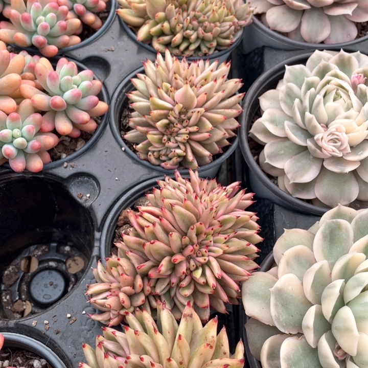 玛利亚锦缀6.88一盆88888888