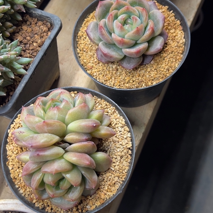 加勒比海的蓝 2棵 夏鸣园艺