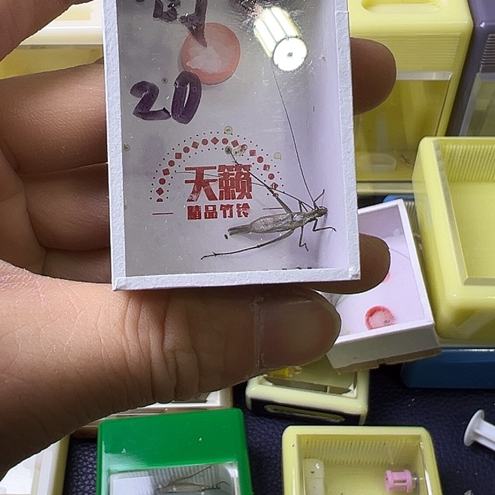 鸽***子紫竹哈哈哈哈哈哈哈