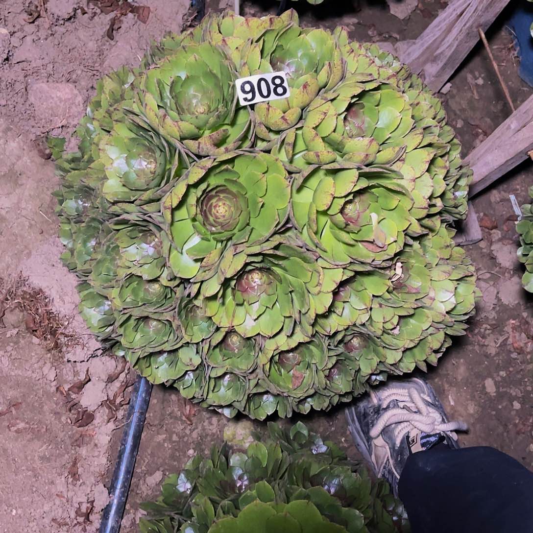 万圣节拉丝14–12包邮法师