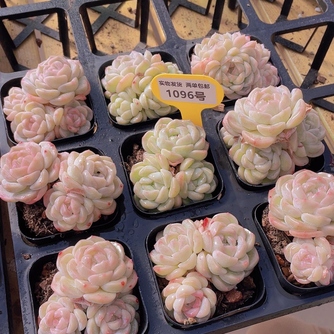 1096号 白底白桃汽水群生不包整一个