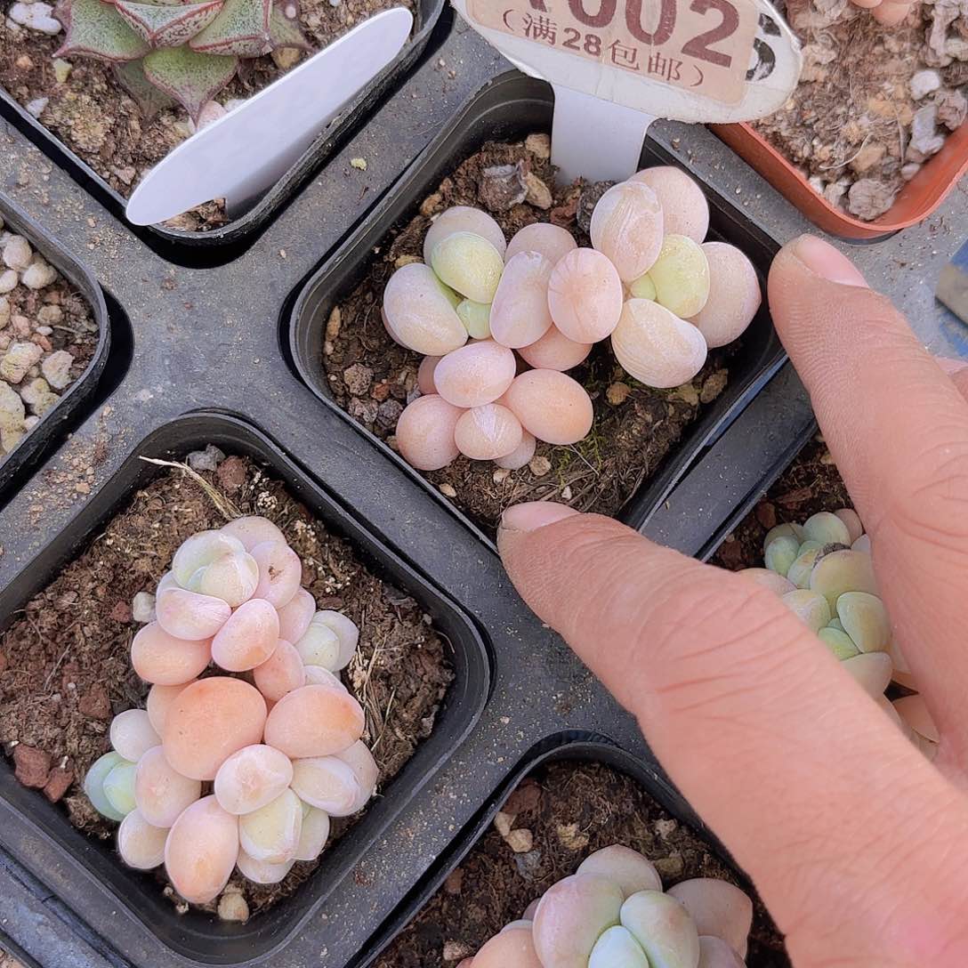 番**太A002洛神一物一拍