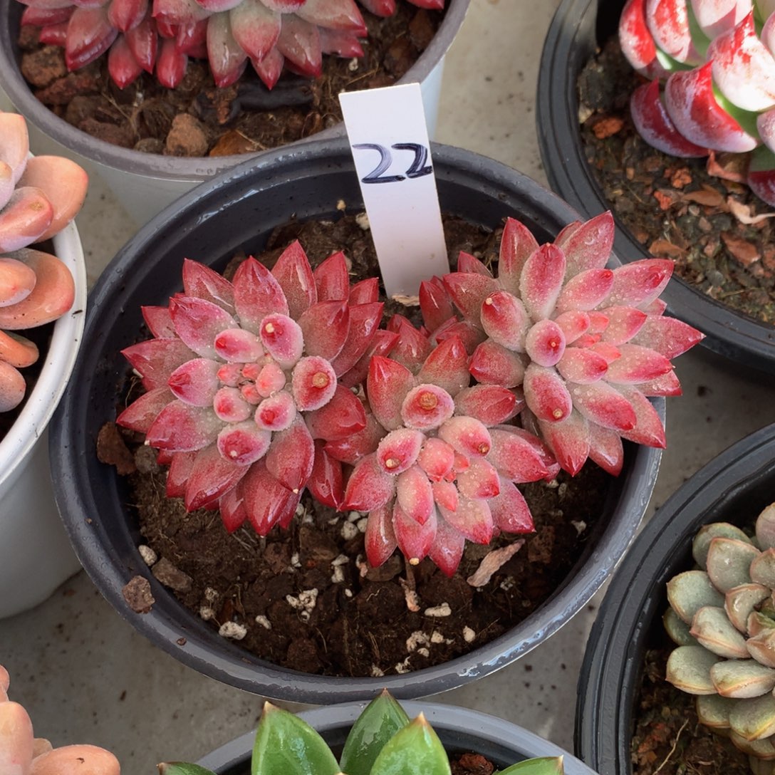 yumeiren626262626272