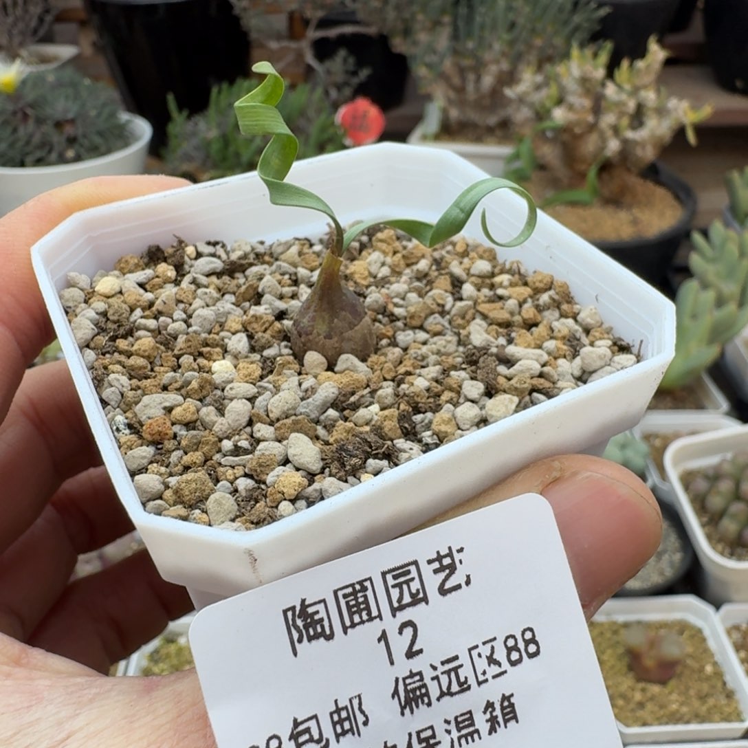 12号卷叶垂筒花多肉。      