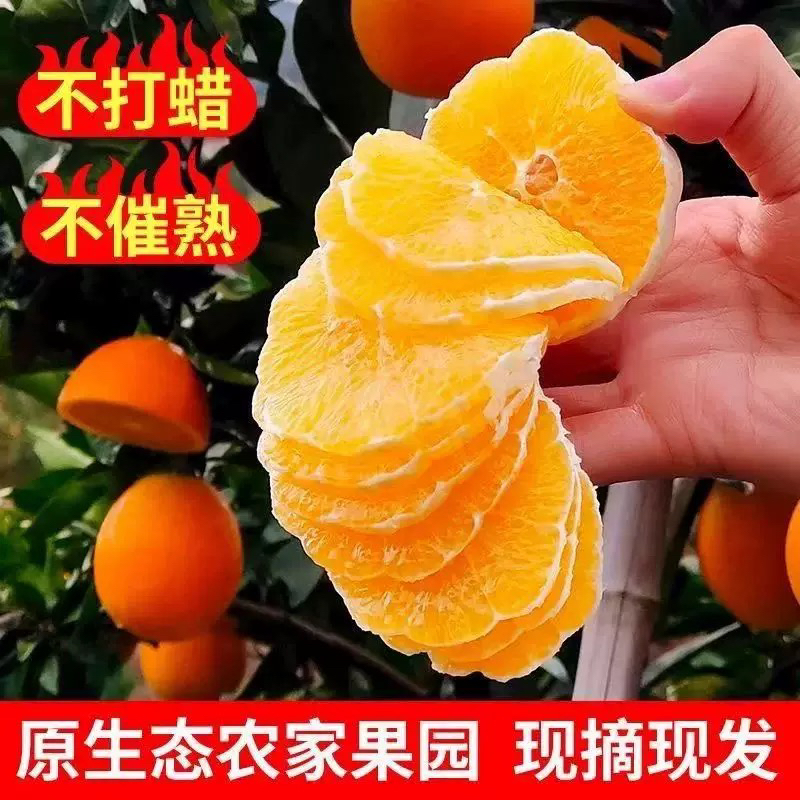 四川大凉山雷波脐橙应季孕妇新鲜水果无籽香甜爆汁非赣南奉节脐橙