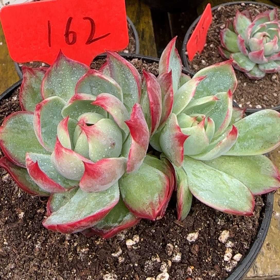 惊鸿一物一拍包装收缩花旱162