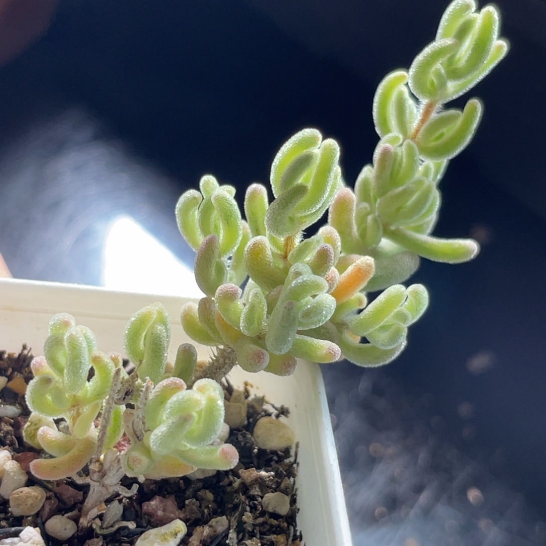 精选枝干一物一拍～21