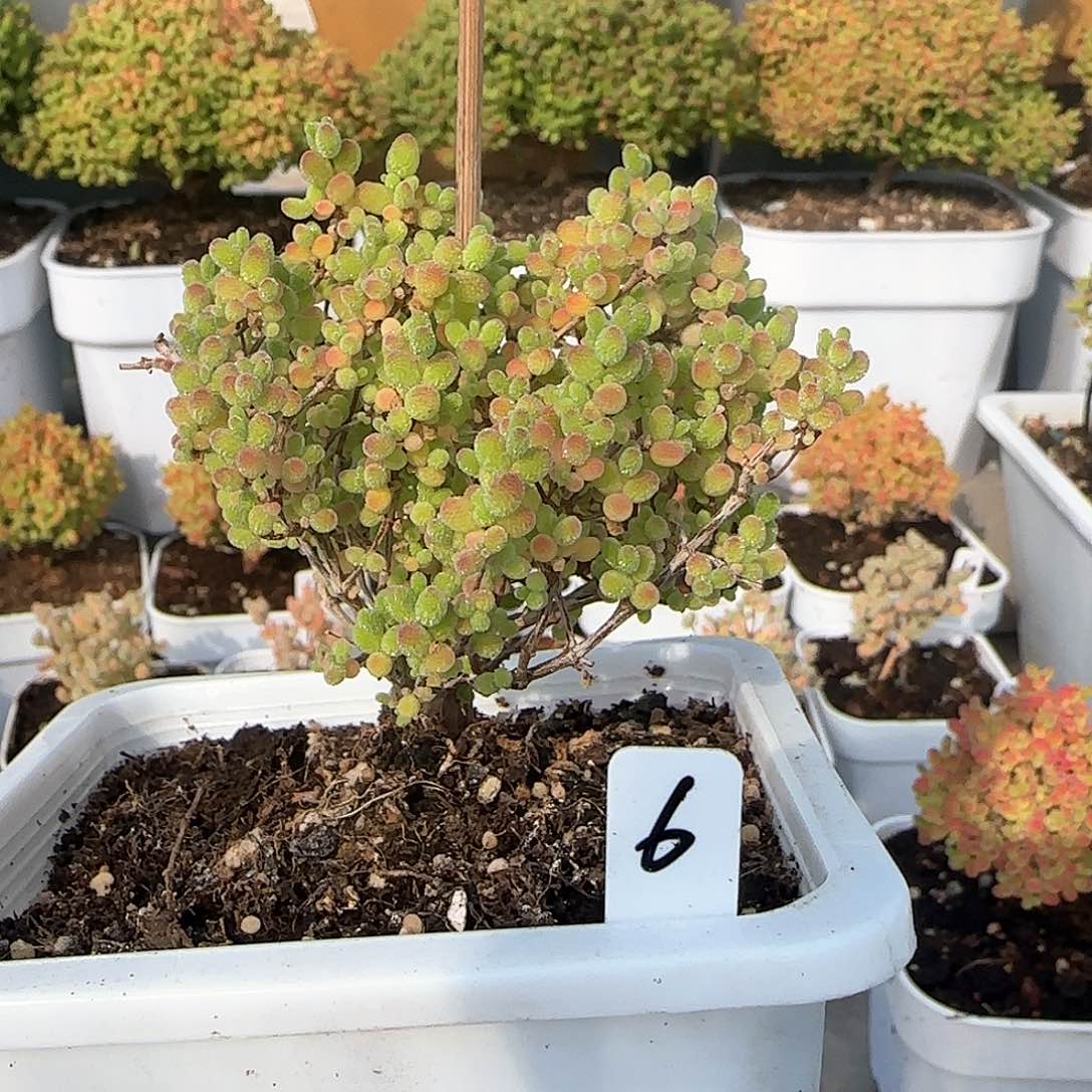 蜜橘糖球枝干番杏