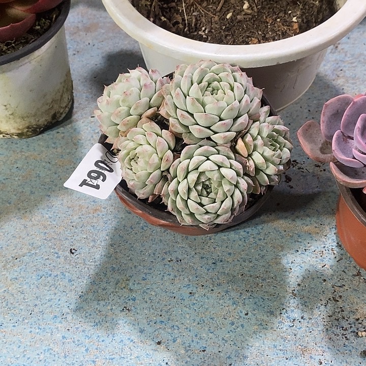 最***心061阿尔巴美尼多肉植物