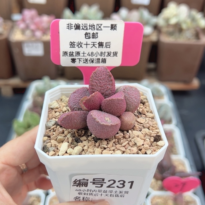 231赛猪肝多肉植物