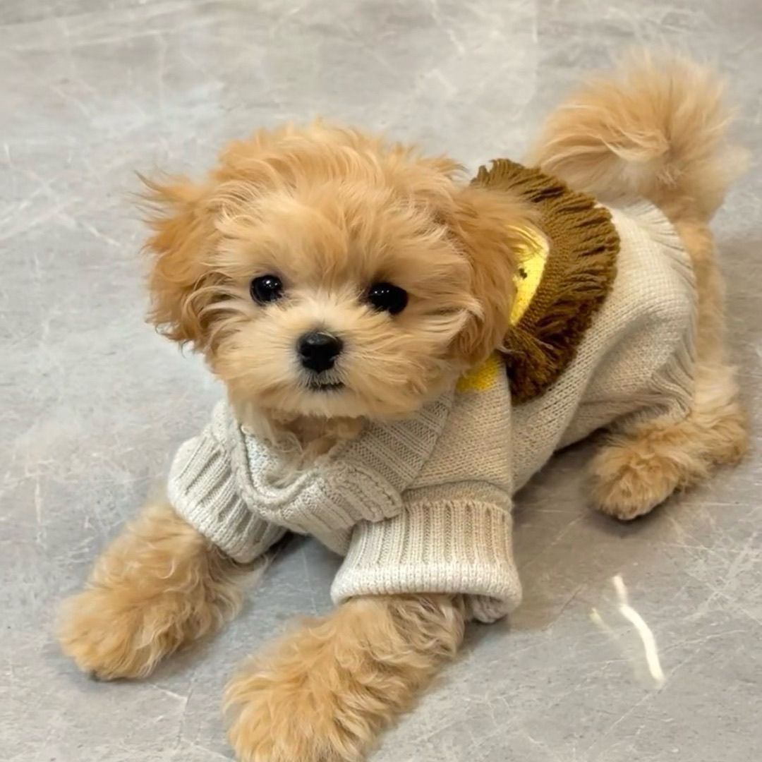 狗狗秋冬狗狗猫咪毛衣宠物编织毛线两脚衣泰迪博美幼犬毛衣外套