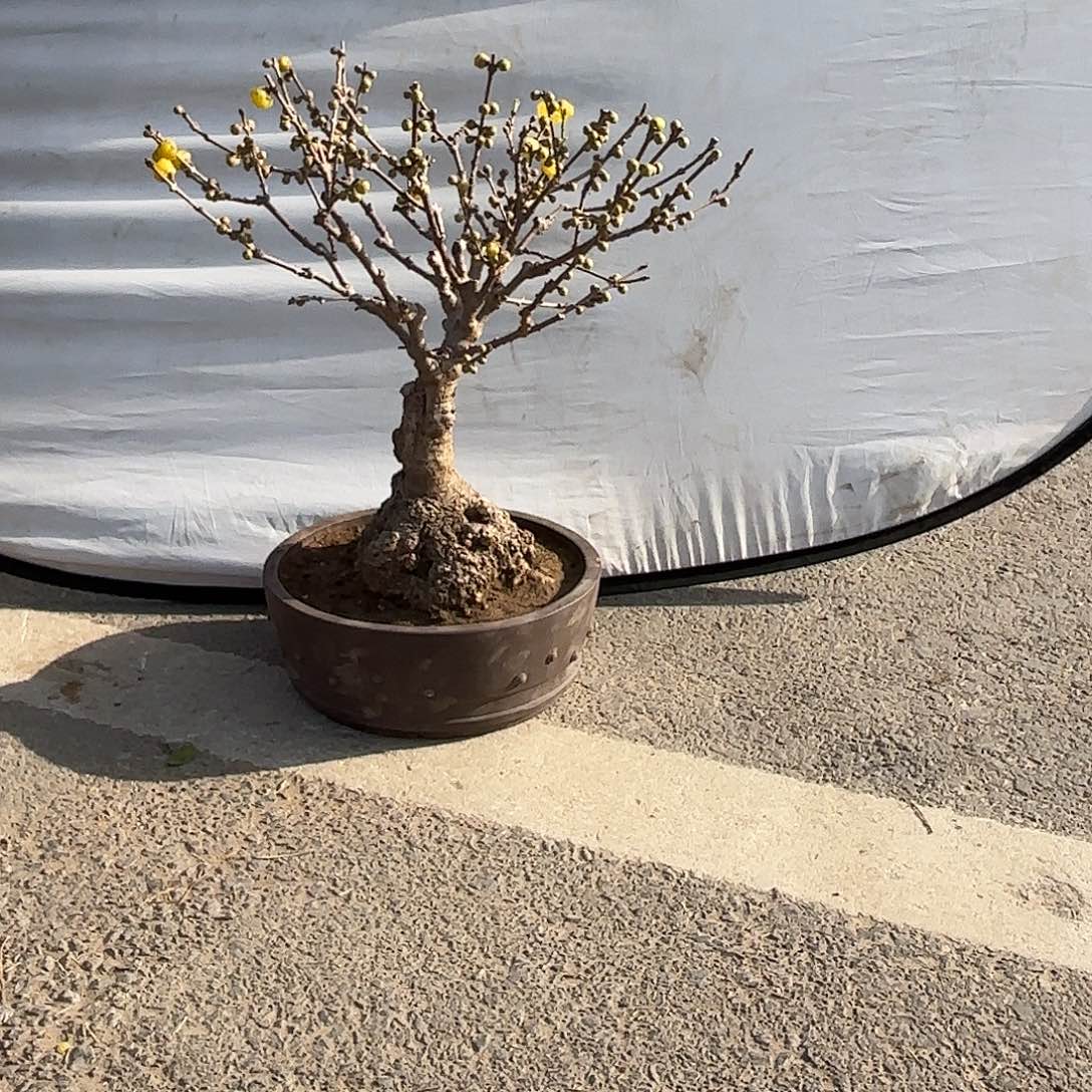 无花朵腊梅盆景造型盆栽花卉