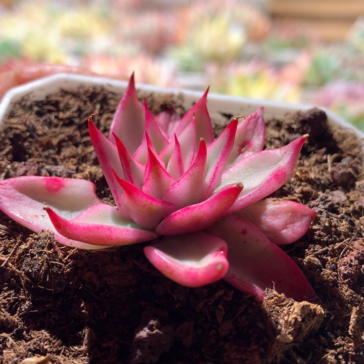 吉赛尔覆轮锦有根