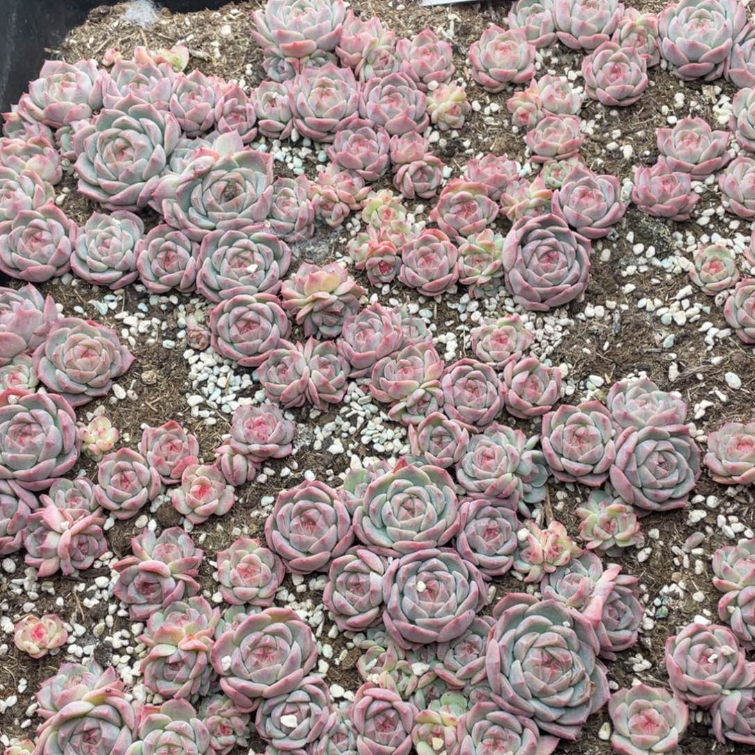 云糖心多肉植物541