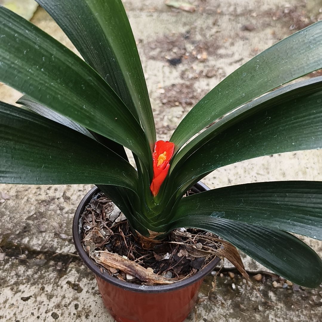 李***妮当前无花栽培后可以开花盲盒苗夹箭特惠一棵