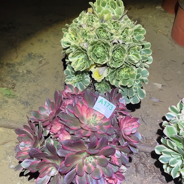 多肉植物断枝不包173迈巴赫黑魔锦