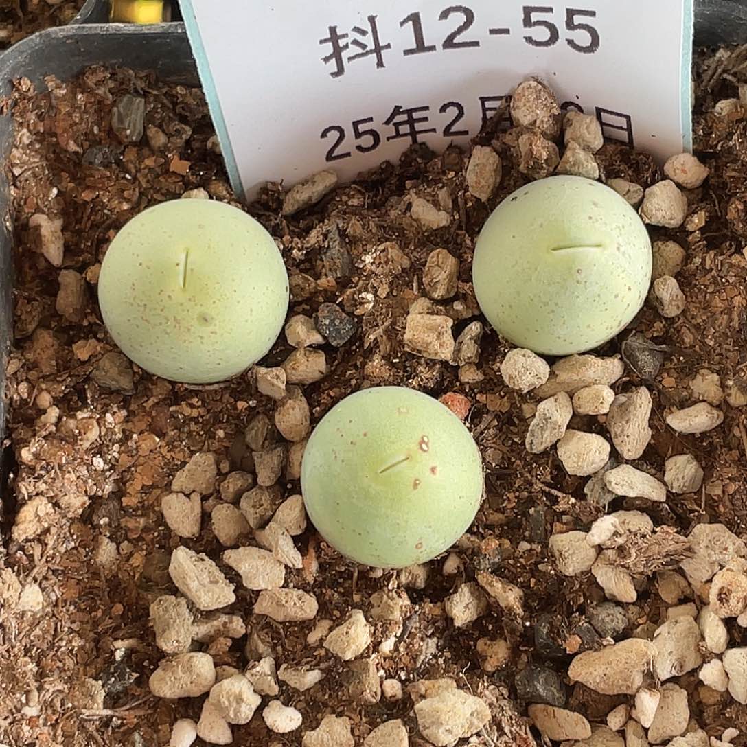 12-55鸽子蛋多肉植物