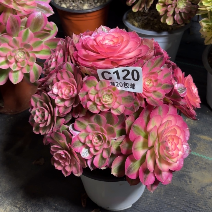 瑞妈一物一拍120