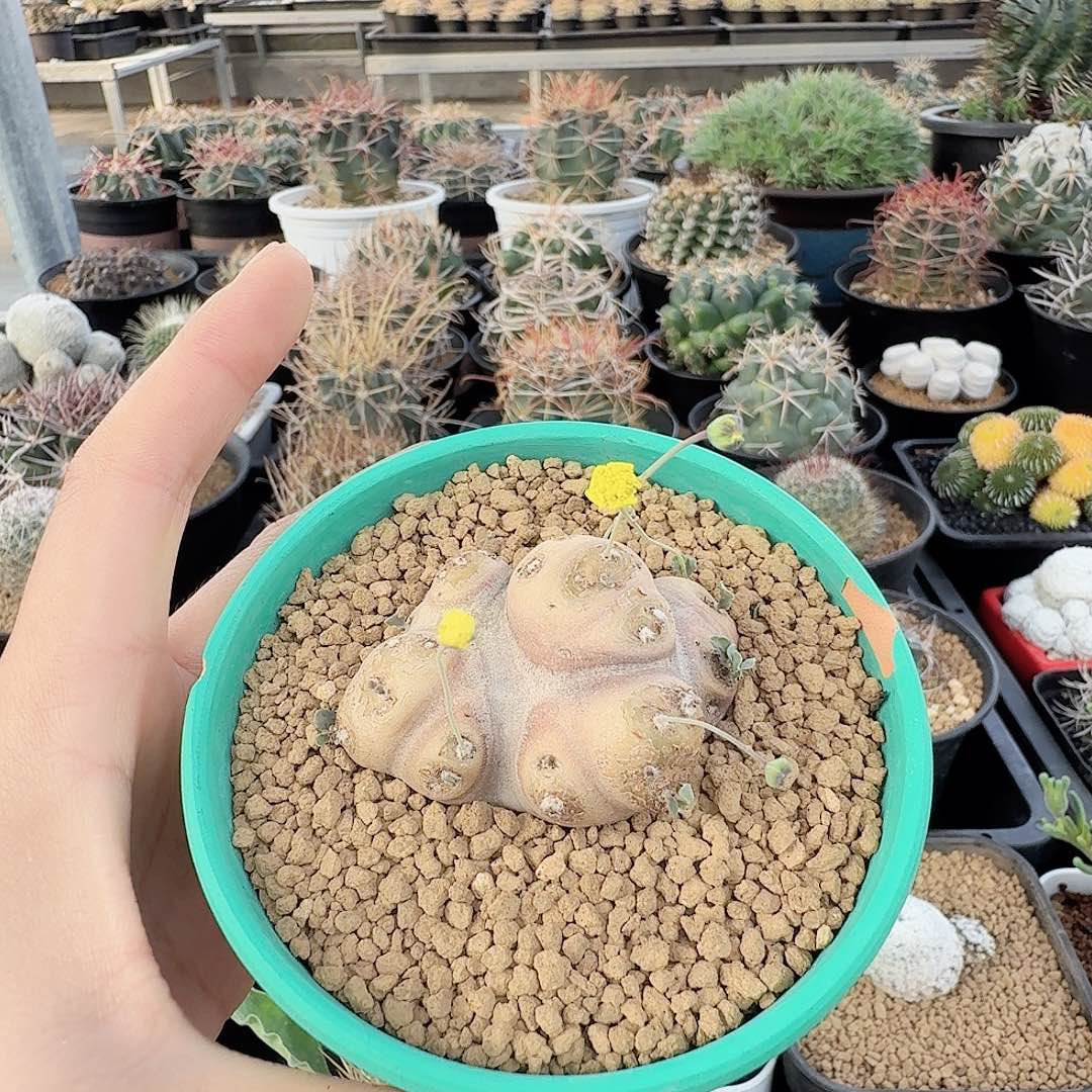 产地格加带盆发货