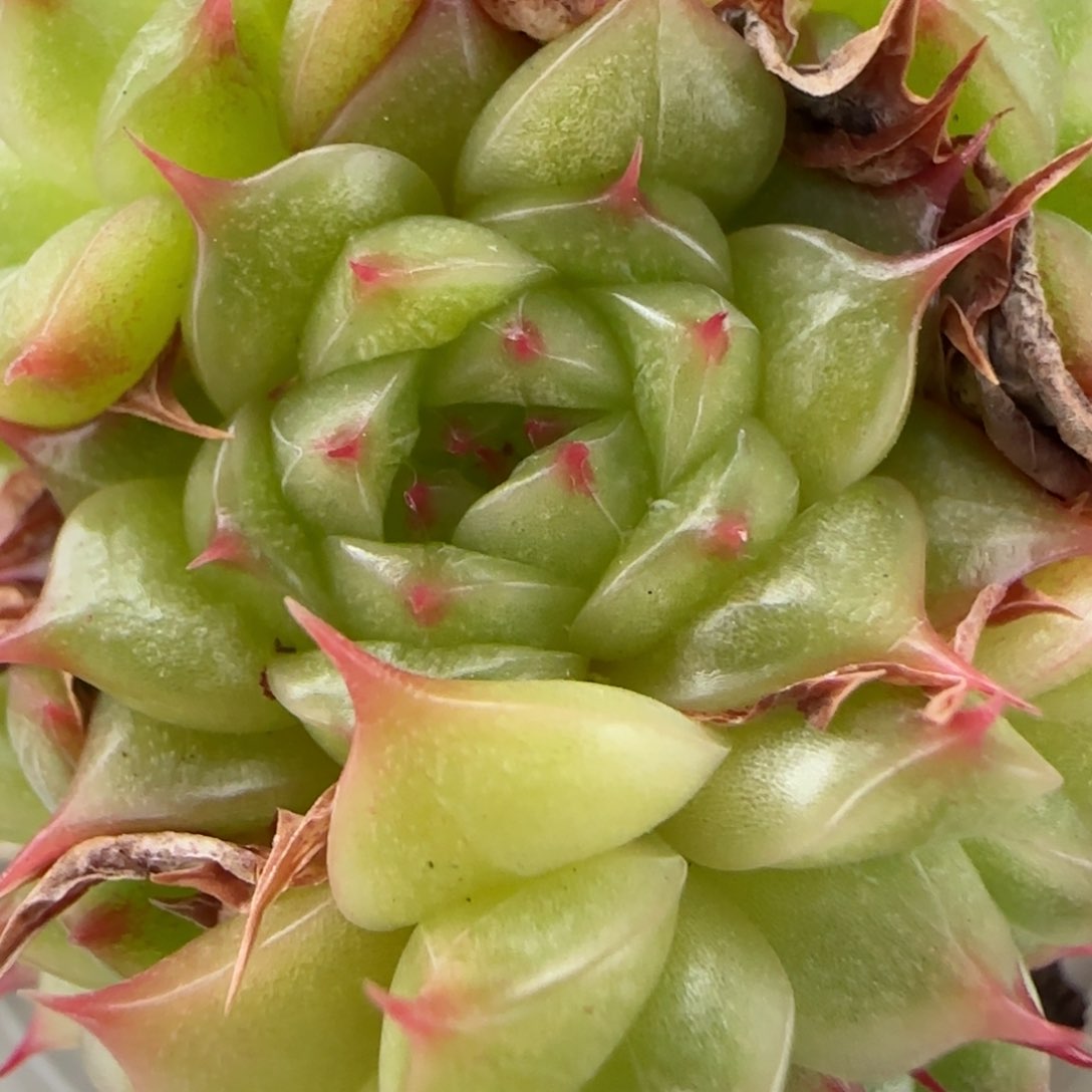 花语逸镜0127-685