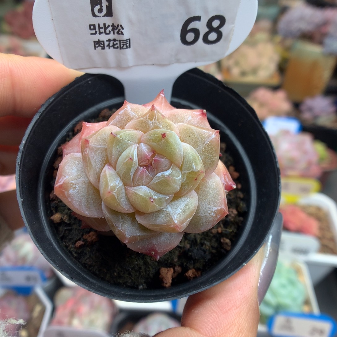 68粉钻多肉植物一物一拍