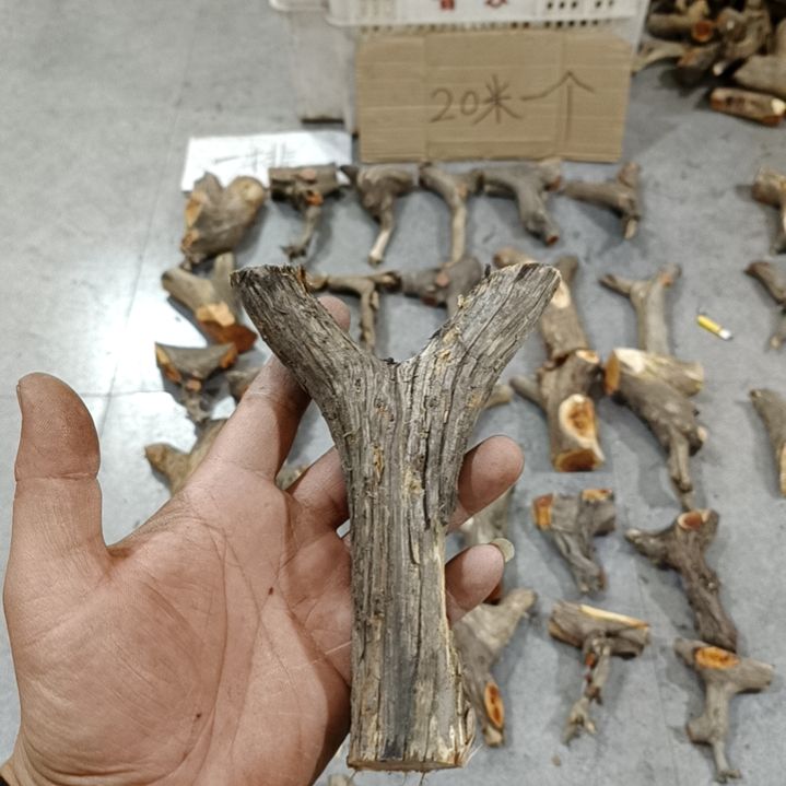 刘***部香榧木崖柏原叉崖柏原叉崖柏原叉