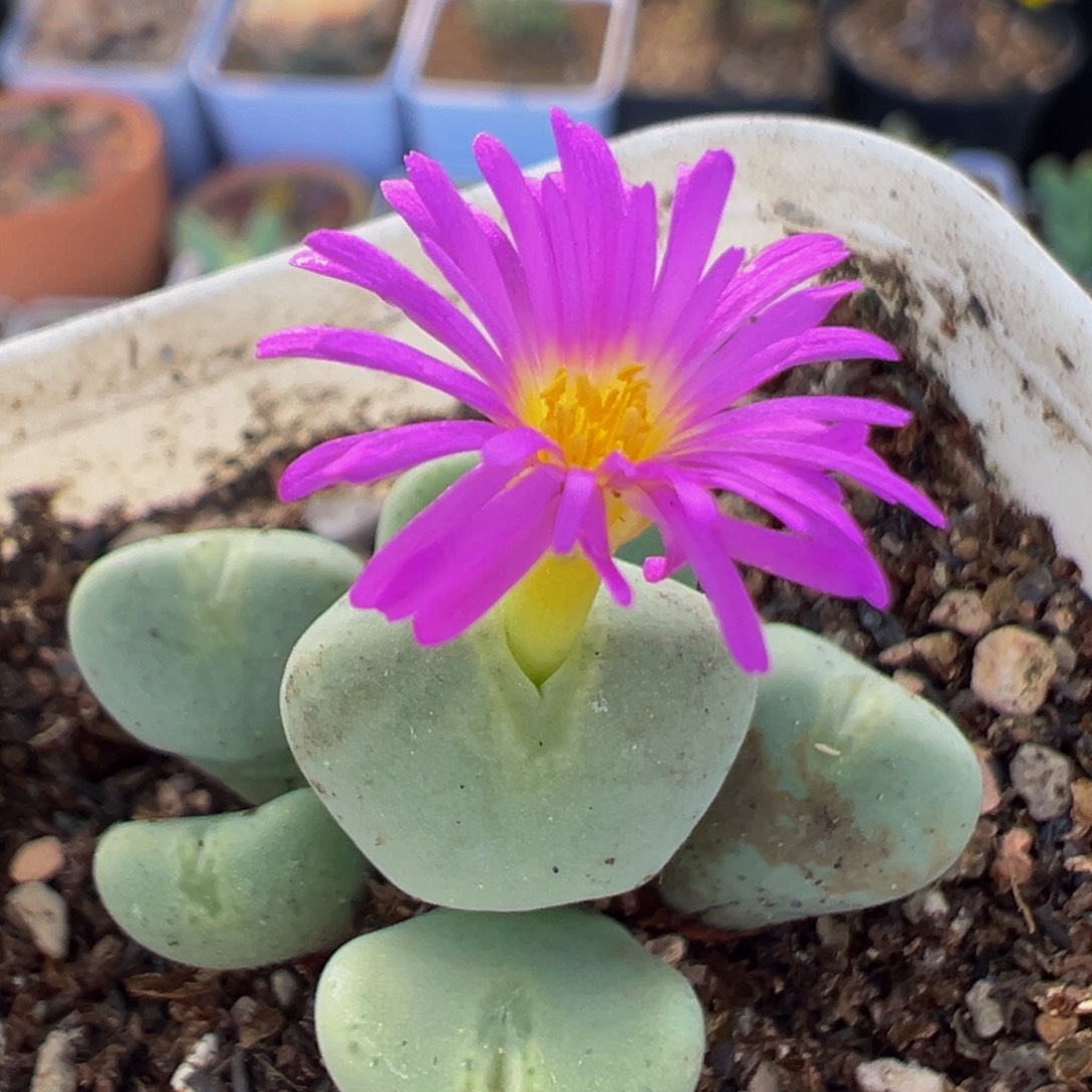 109多肉植物百科植物