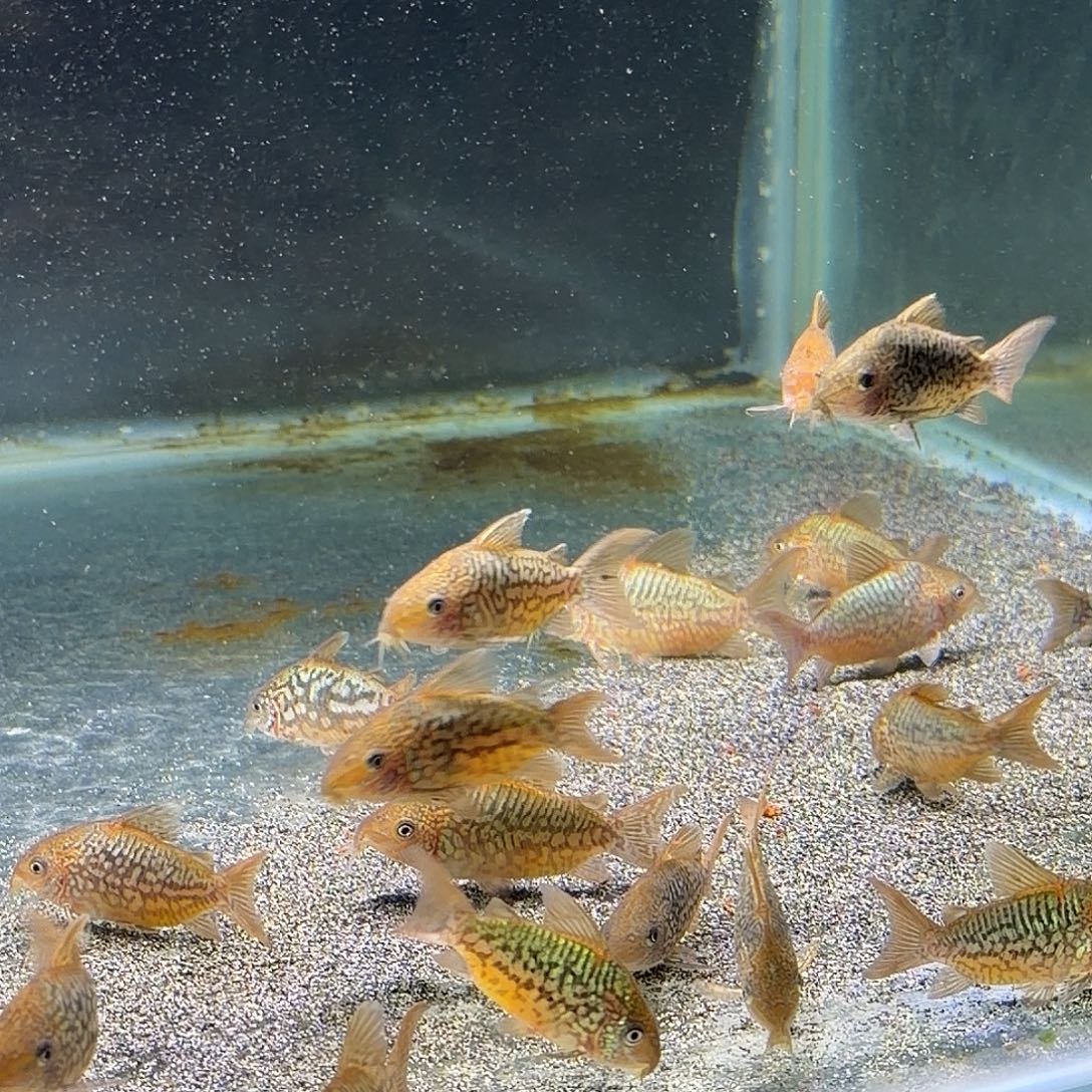 鼠鱼3只6-7爆花潘鼠 不包邮