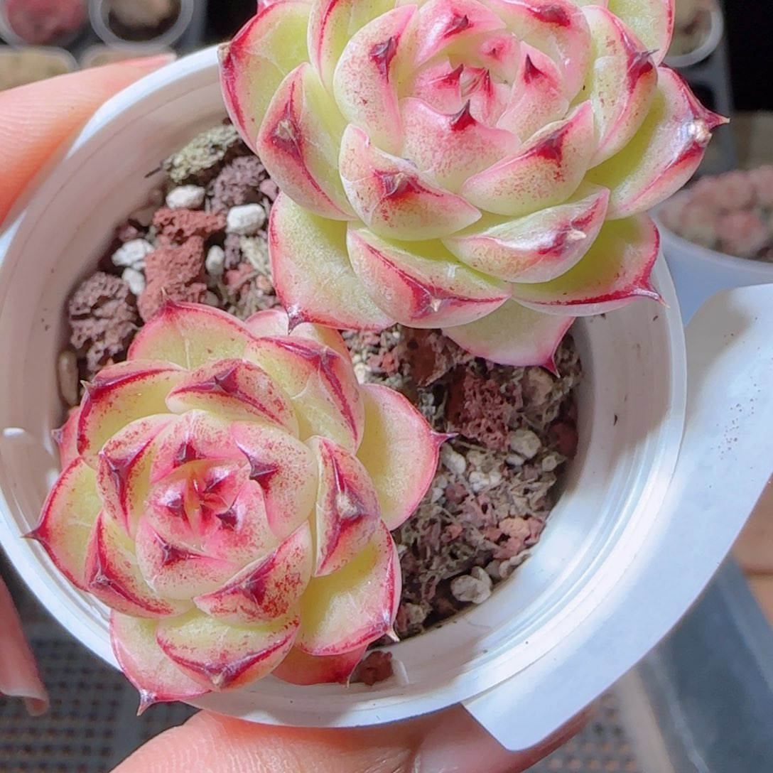 ****～花语多肉1209-25麦秆