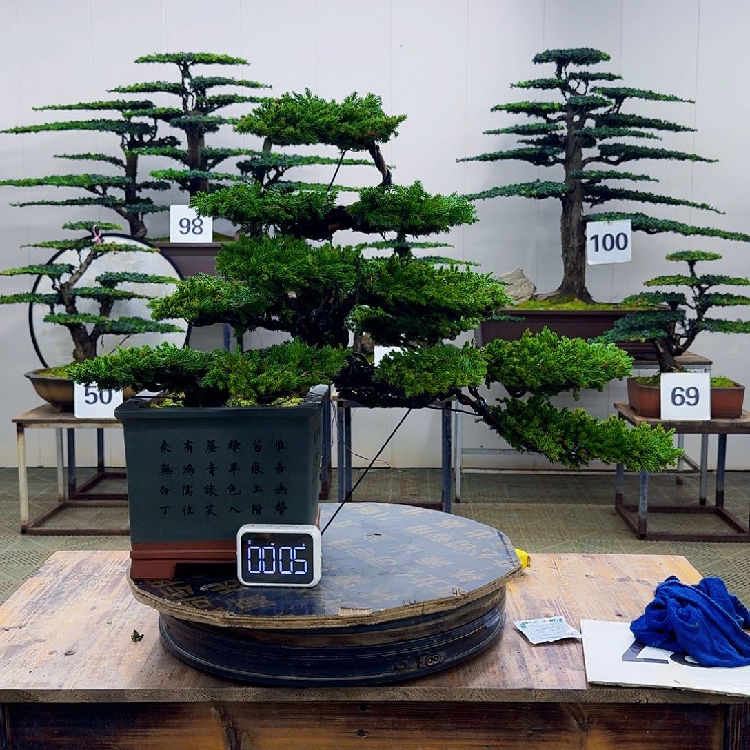 无花朵柏树造型盆景