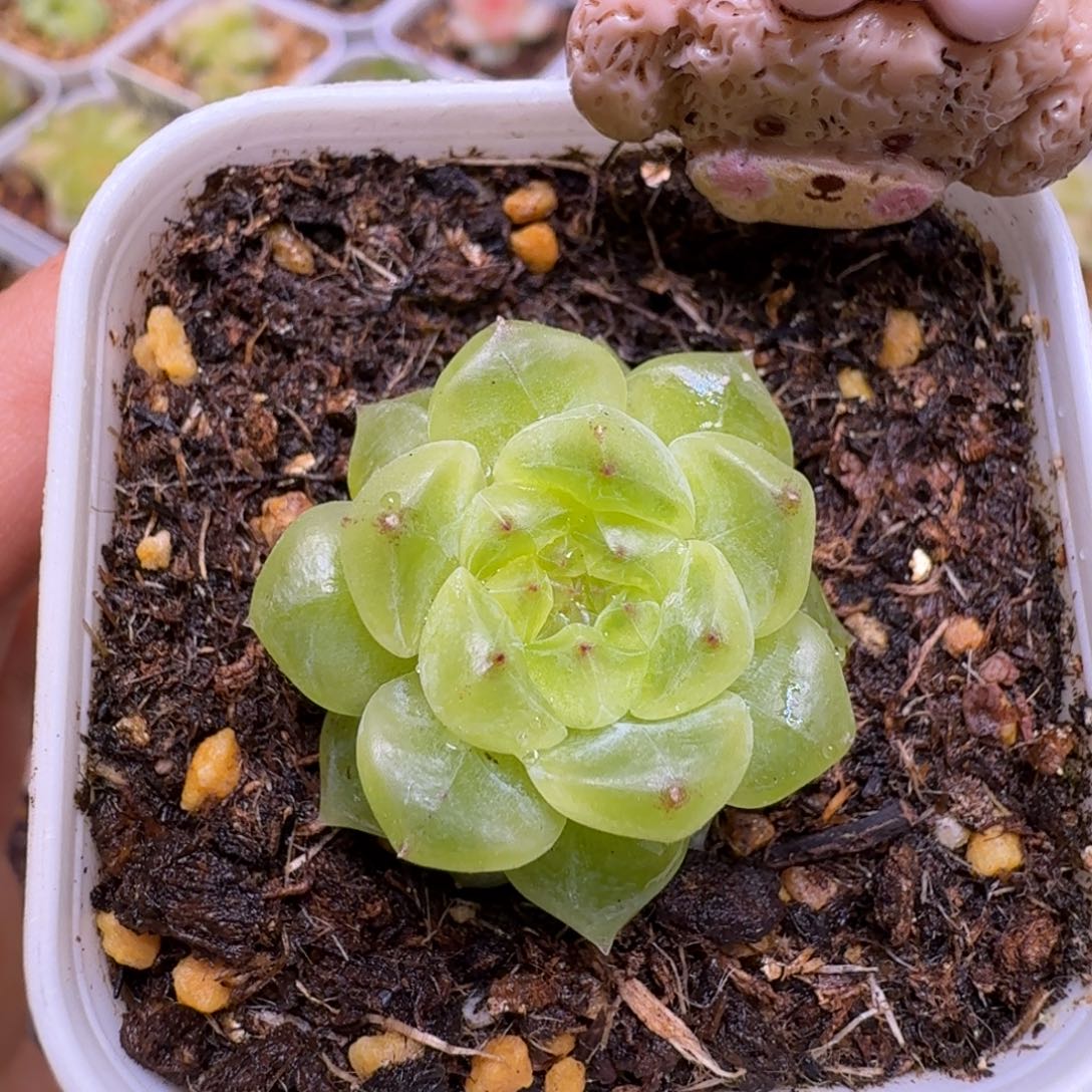 芬***h甜心孤品一物一拍