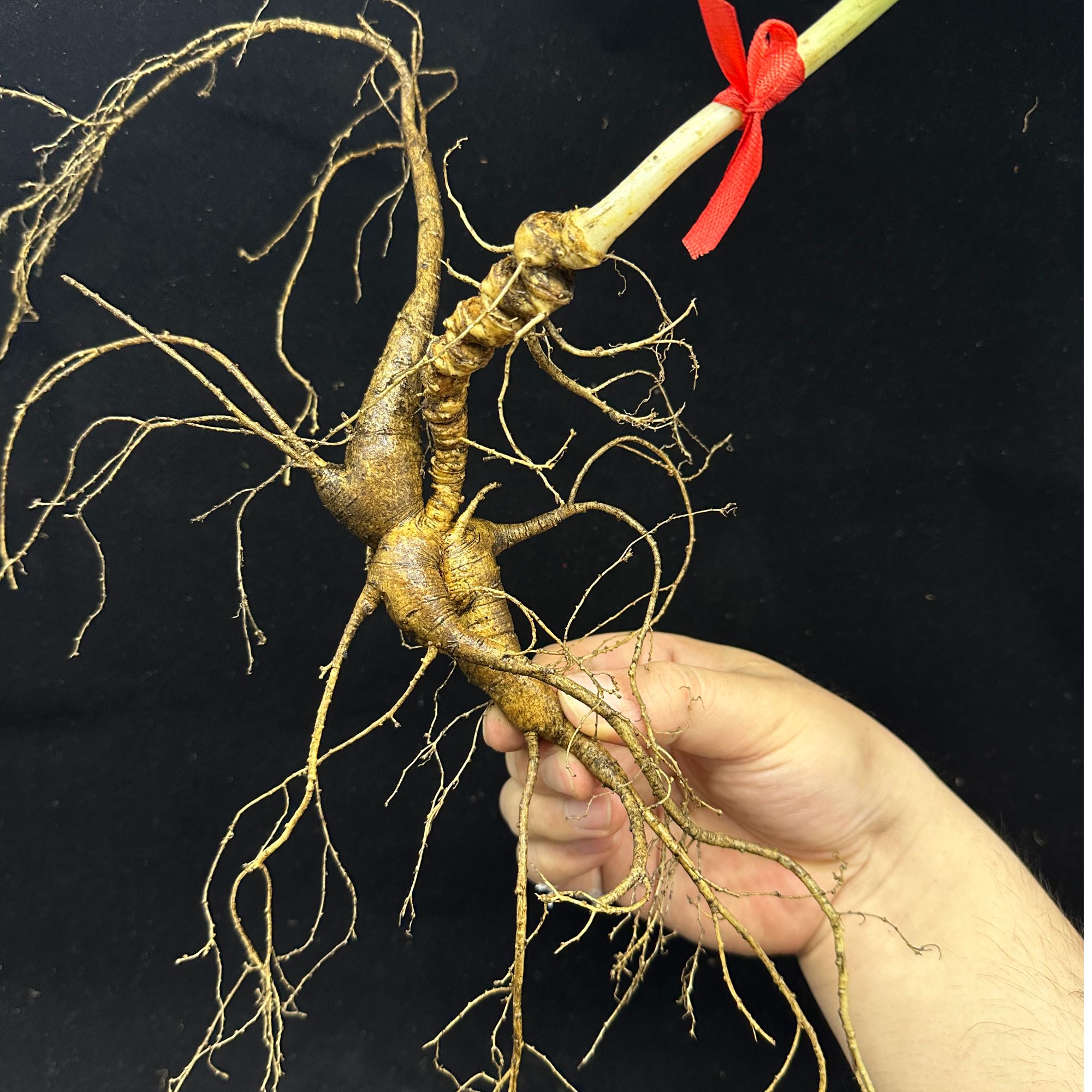 野山参礼盒野山参籽货泡酒野山参改价链接