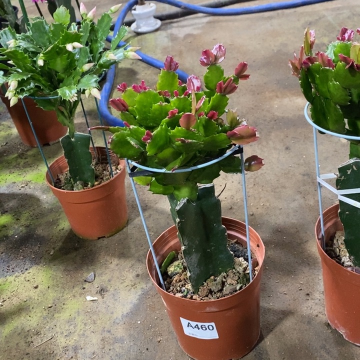 大部分花苞少量开放460嫁接037