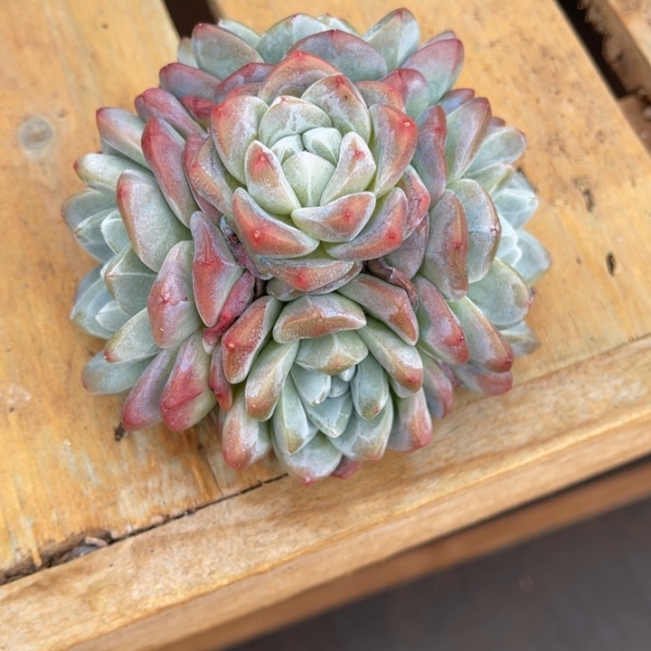 秋可园艺 冰玉捧花群