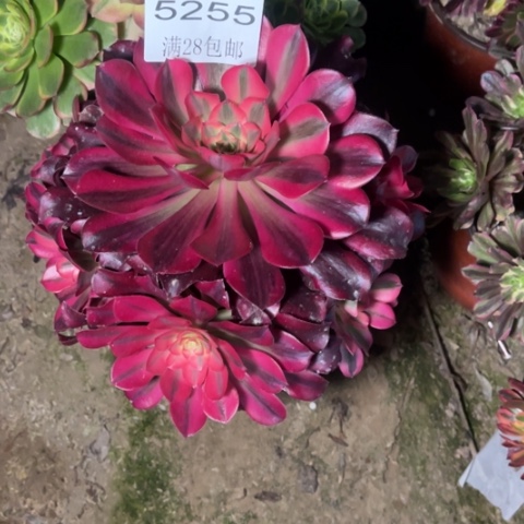 美杜莎多肉多肉5255