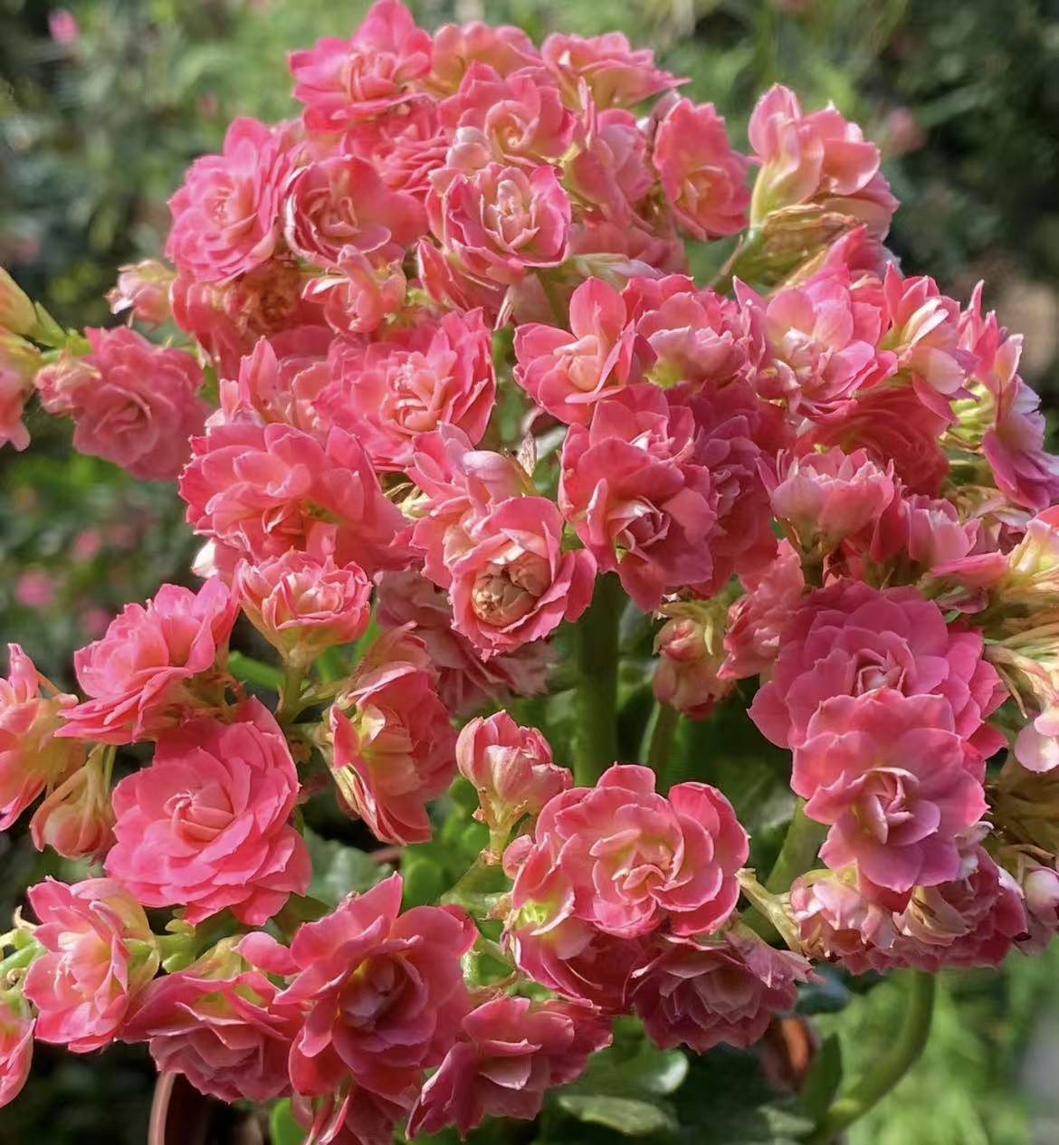 《芙蓉王》130盆长寿花