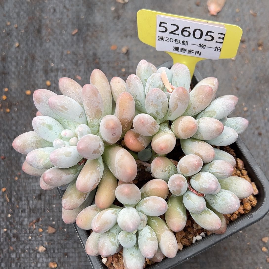 526053 彩体汤圆群特价不售后