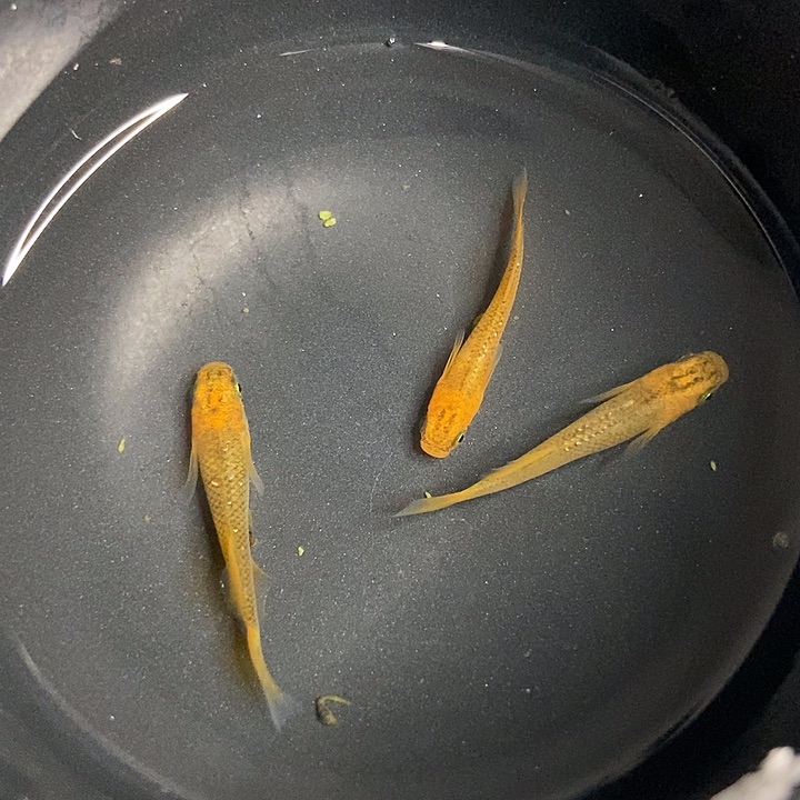 青鳉鱼墨子青鱂8号龙章