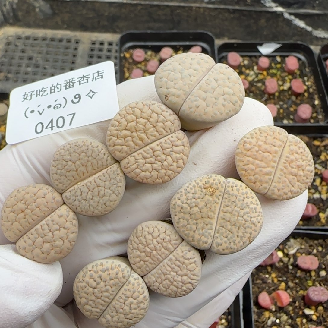 0407。默认脱土。18包邮。偏远88包邮