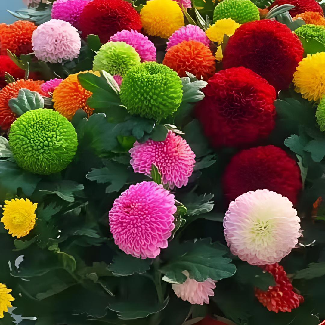 【乒乓菊】盆栽一盆多色Q萌可爱庭院阳台开花植物