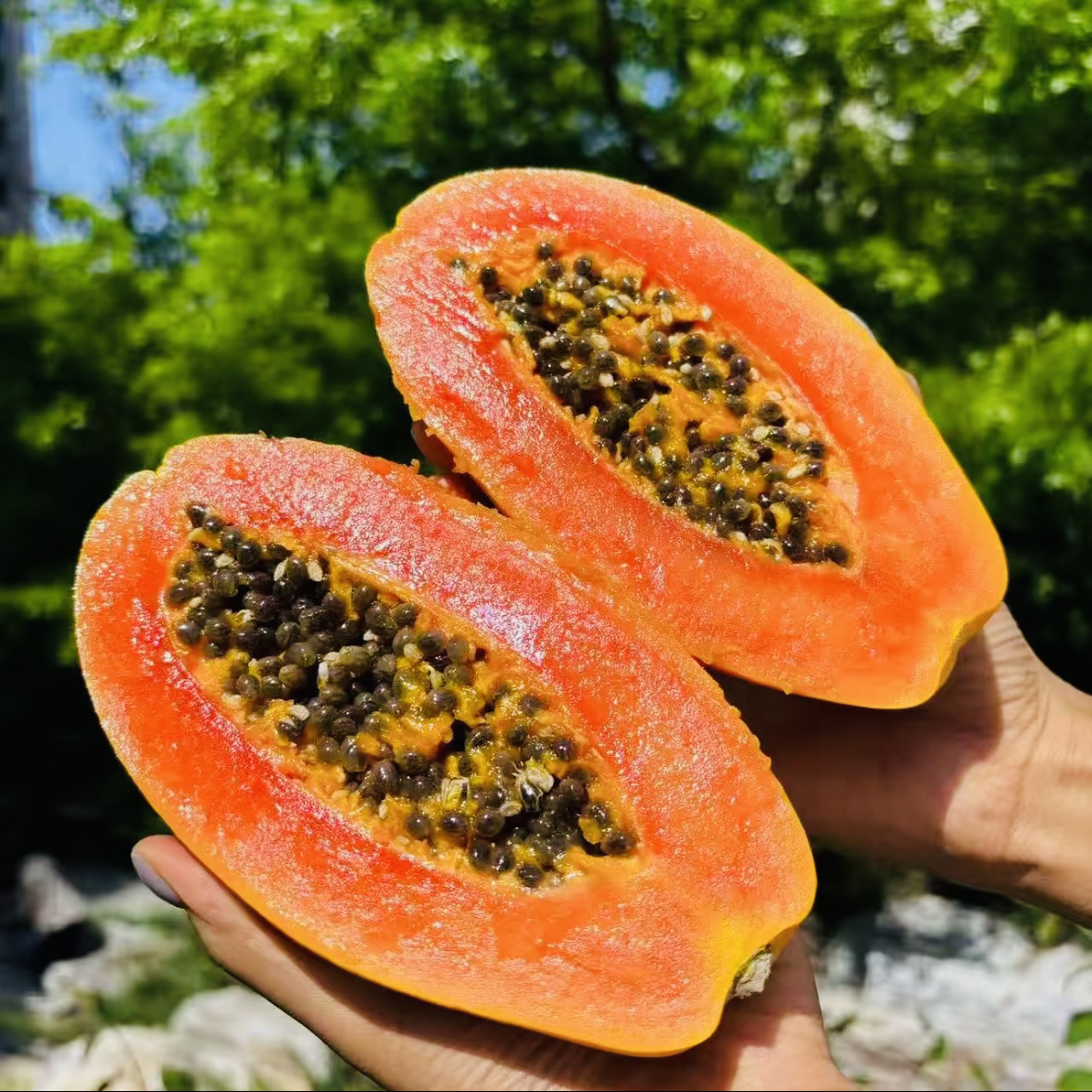 【三亚•树熟红心木瓜礼盒】软糯甜润树熟三亚现摘直发礼盒装纯甜