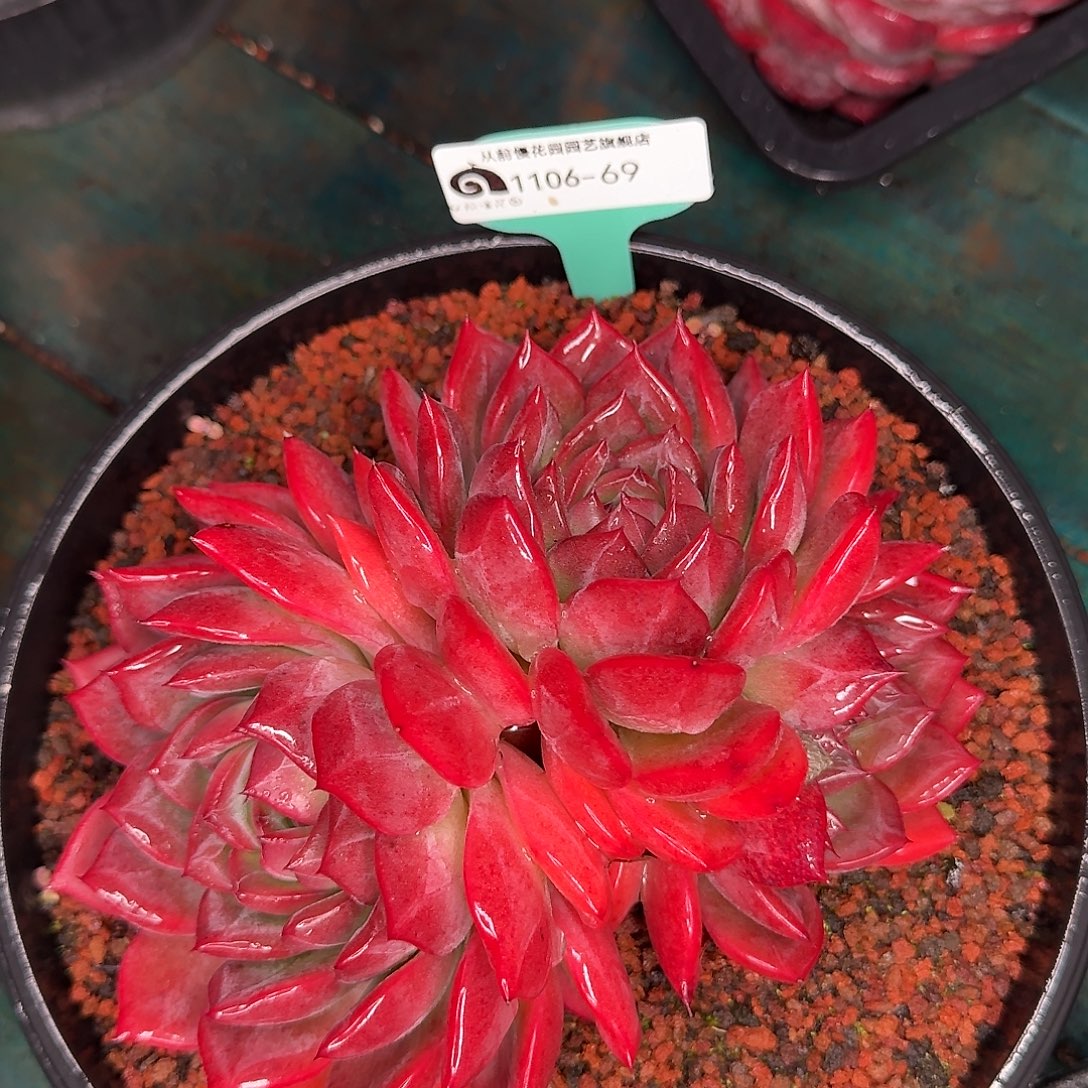 从前慢花园东云1106-69