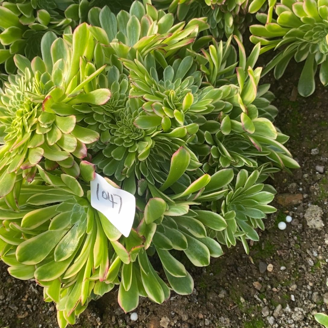 1047朝霞缀多肉植物