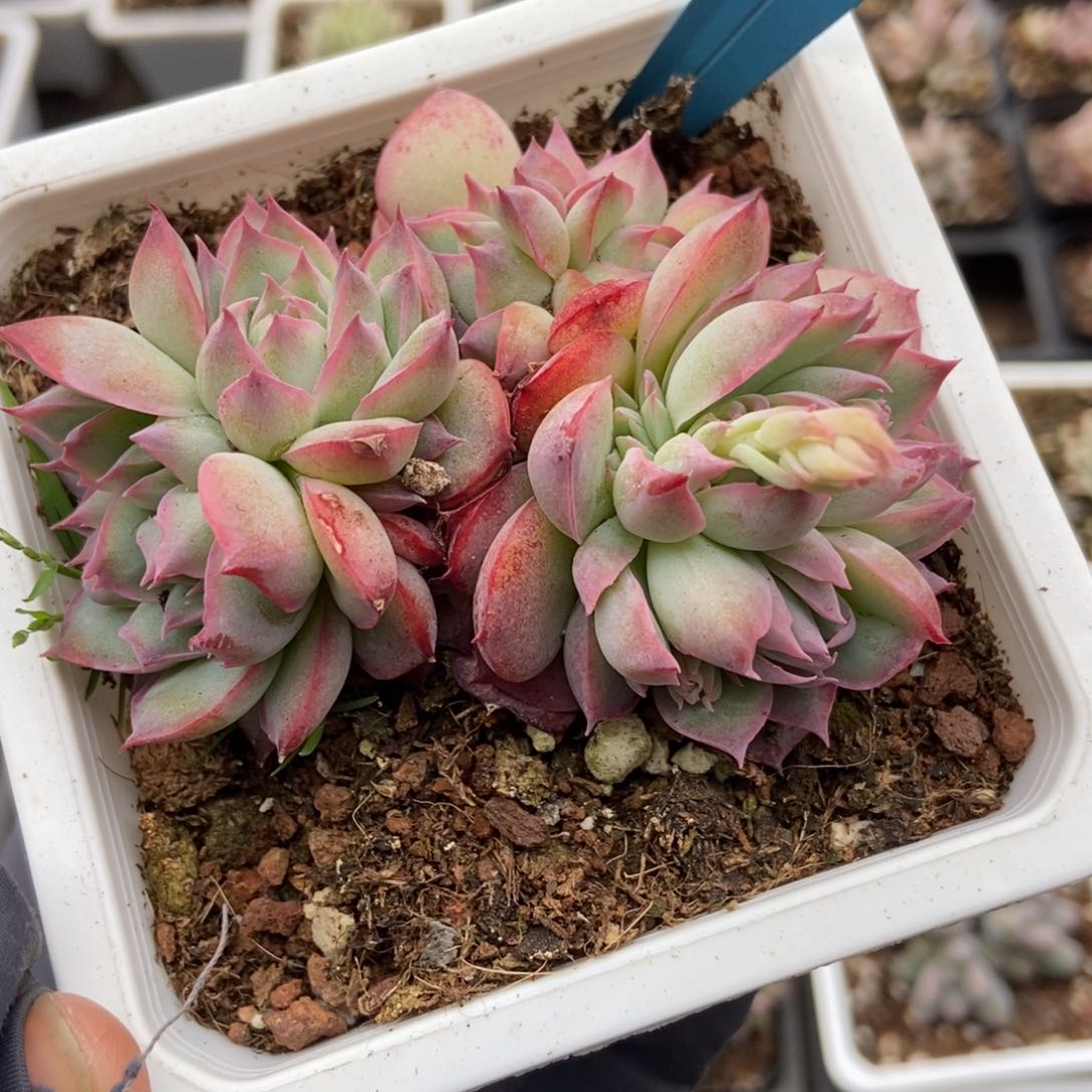 041侧影多肉植物保护