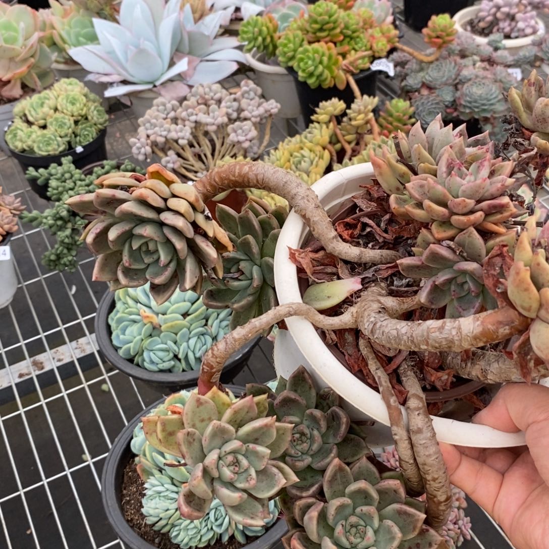 6244璀璨老桩一物一拍