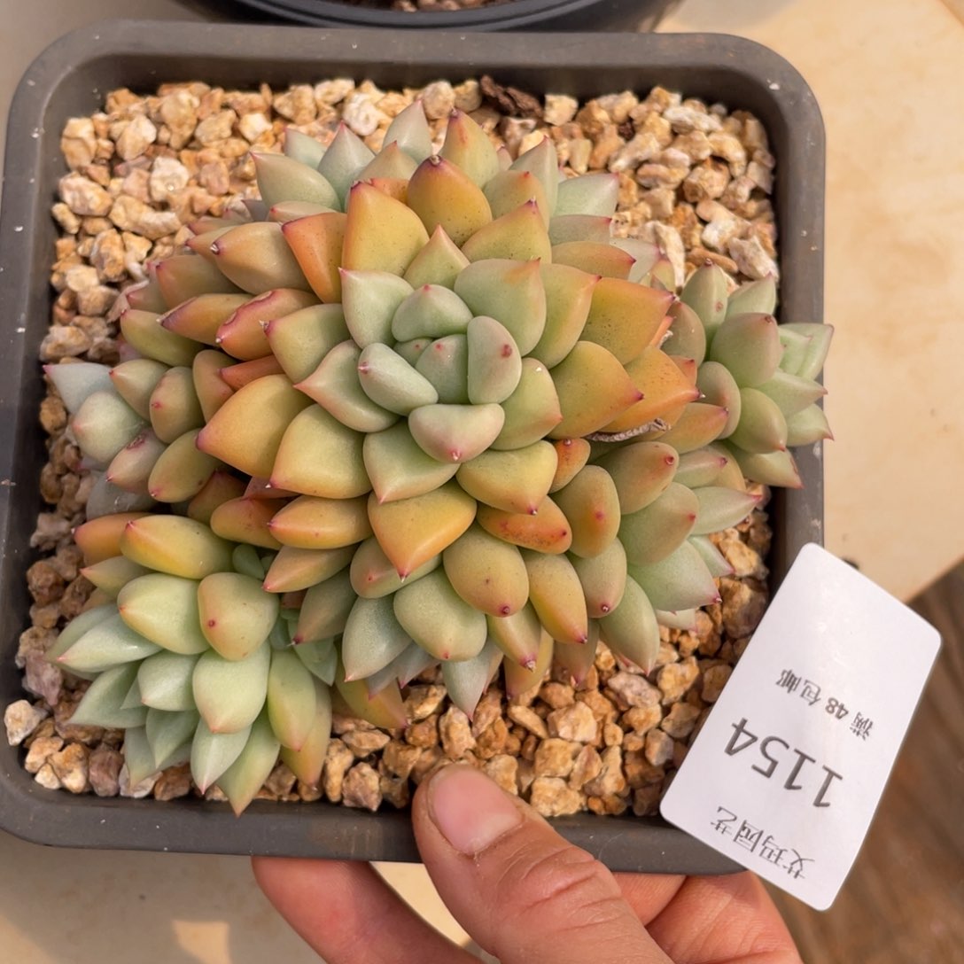 黄金象牙群生无砍154多肉