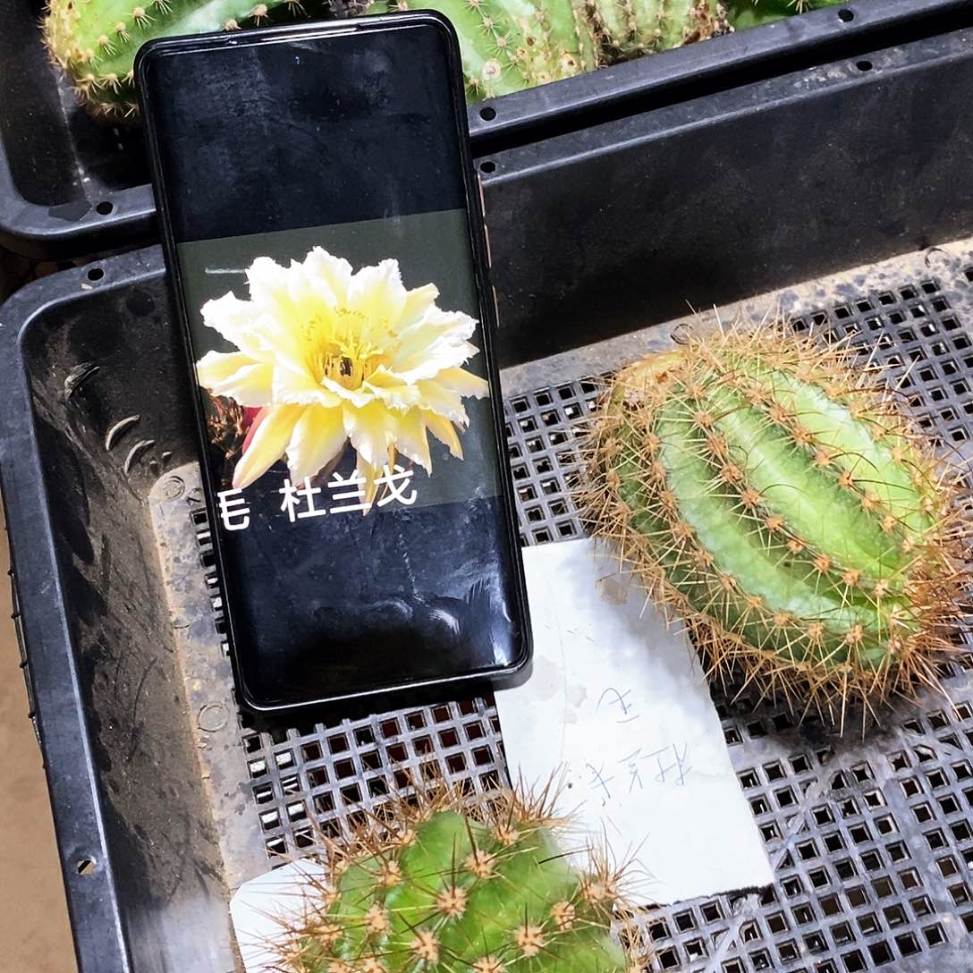 毛 杜兰戈/侧芽歪20包邮/7公分