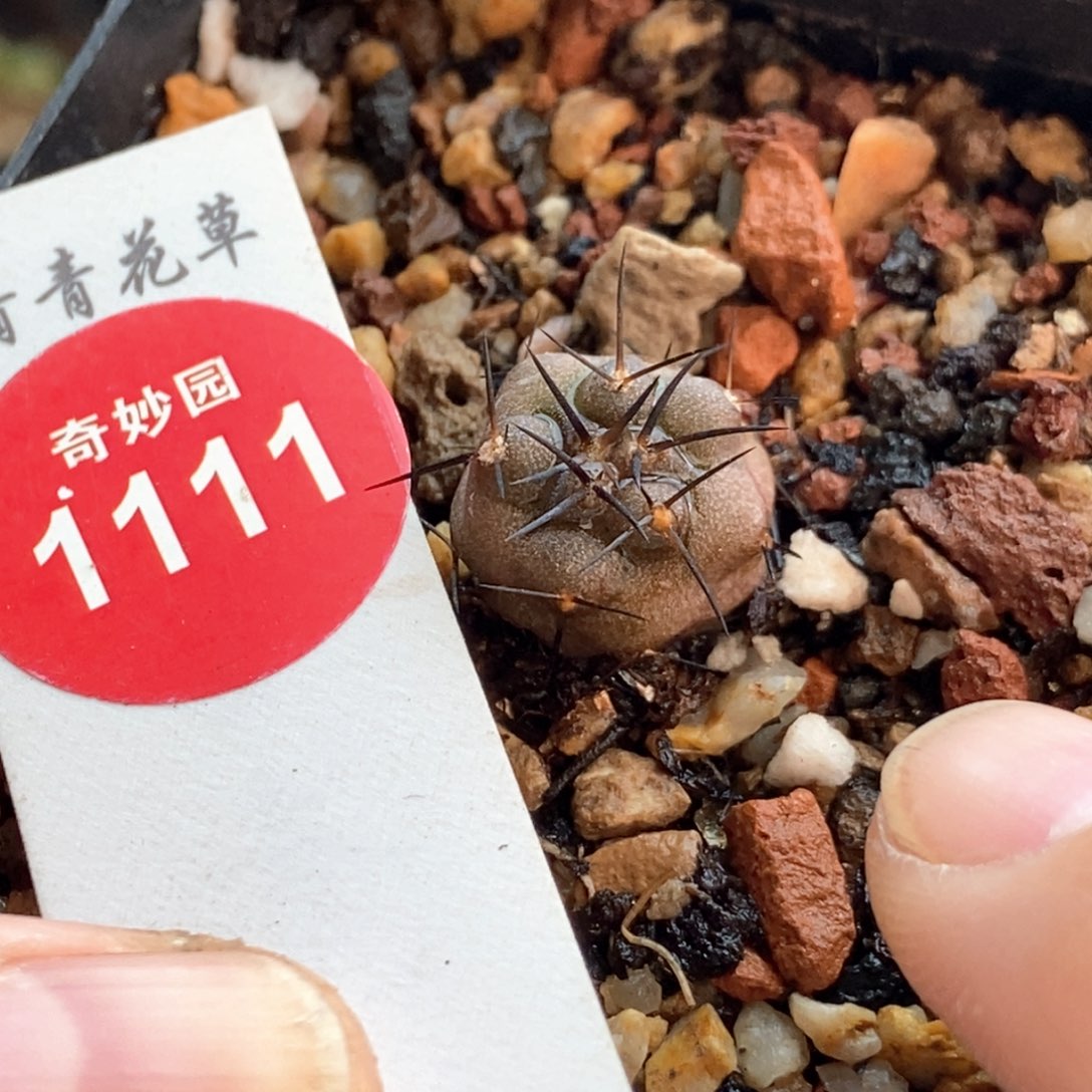 实生龙爪球猛龙x75