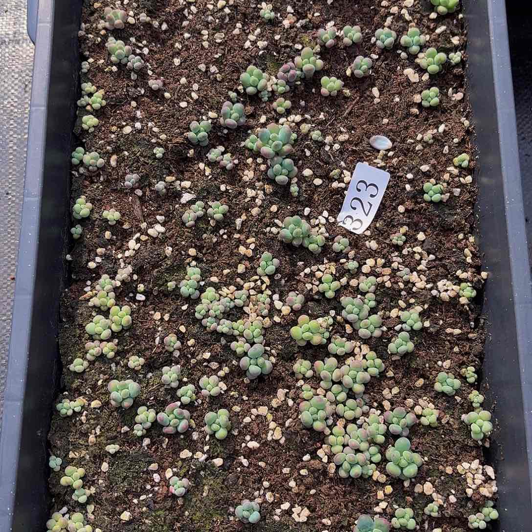多肉植物多肉植物323