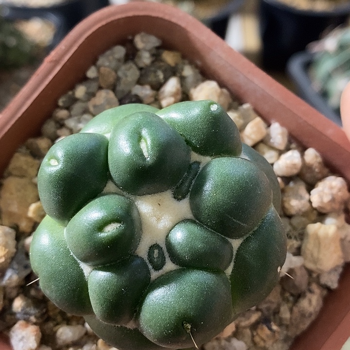 无刺象芽萝卜根仙人球